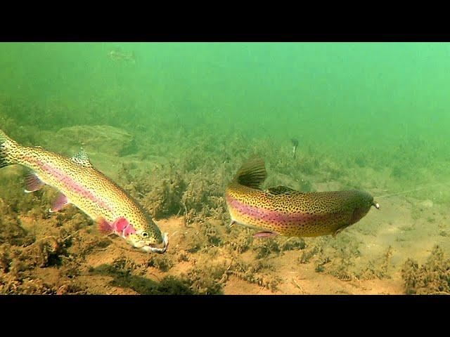 How to Catch Trout with a Drop Shot - Amazing Underwater Trout Strikes and Reactions