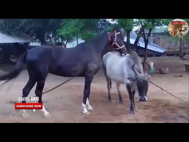 Horse Mating with Cow 2019