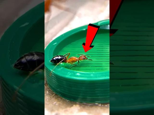 Feeding my mini carpenter ants