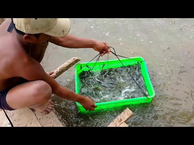 Amazing Fishing at Battambang - How to Fishing At Cambodia