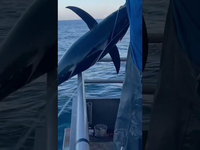 Catching tuna for sushi #catchcleanandcook #fishing #tuna