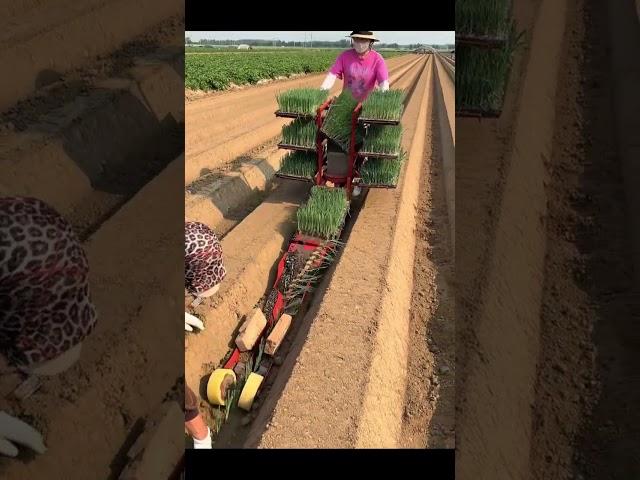 The Process Of Planting Plants In The Field With A Machine