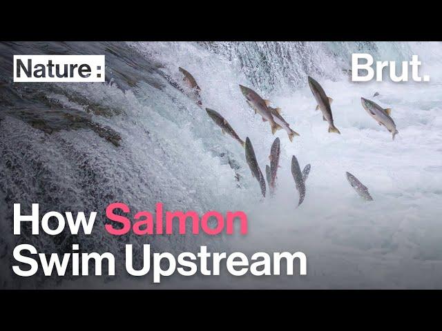 How Salmon Swim Upstream