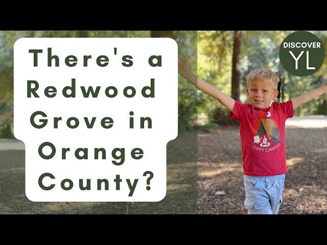 Hike through a Redwood Grove in Carbon Canyon Regional Park