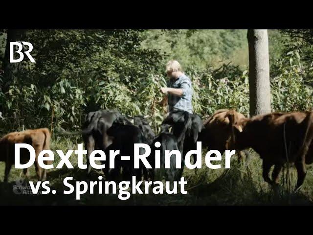 Zum Fressen gern: Dexter Mini-Rinder als Bekämpfung gegen Springkrautplage |Schwaben & Altbayern |BR