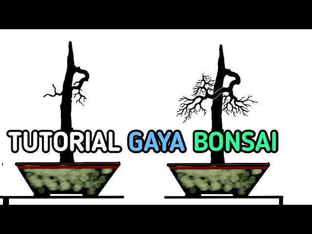 TAHAPAN MERUBAH BENTUK POHON BONSAI BATANG LURUS