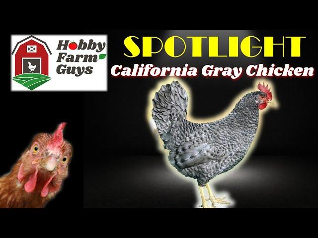 HFG Farm Animal Spotlight: California Gray Chicken