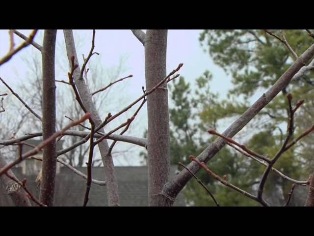 Pruning Young Trees