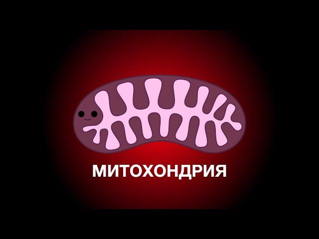 Митохондрии (Анимация)