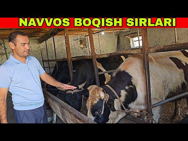 NAVVOS BOQISH SIRLARI UY SHAROITIDA , O'ZIMNI MOLLARIM