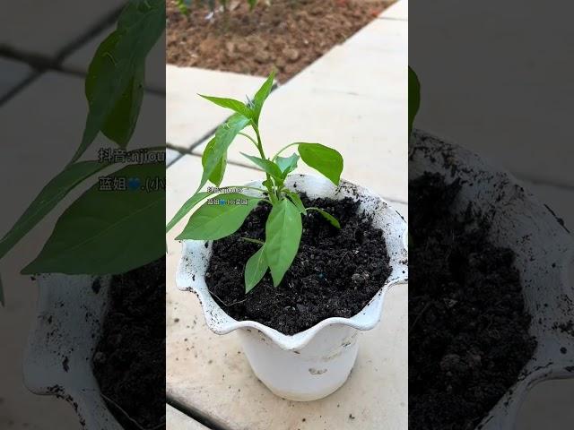 花盆种线椒#阳台小院均可种植
