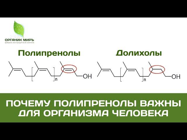 Почему полипренолы важны для организма человека -  органикМИРЪ