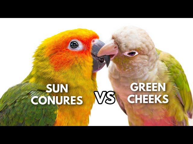 Green Cheek Conures vs Sun Conures