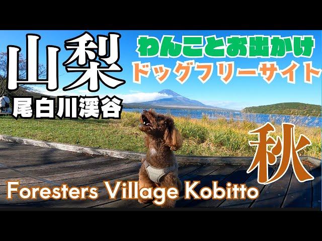 foresters village kobitto南アルプスキャンプフィールドのドッグフリーサイトで1泊。