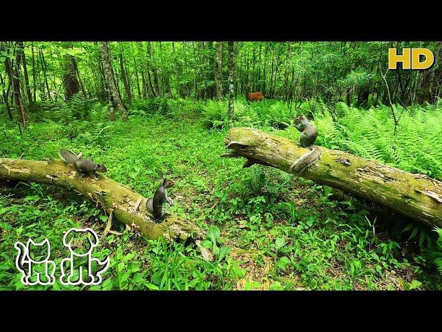 Watch TV with your Pets | Squirrels & Deer in the Forest | 10 Hours for all day Entertainment