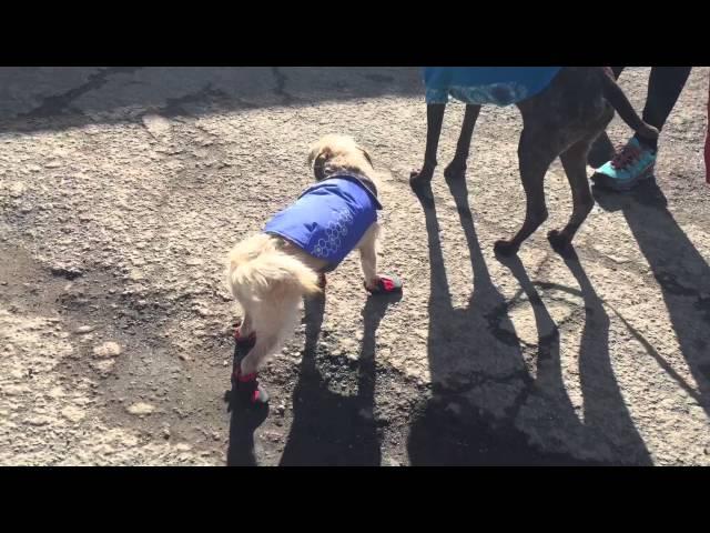 These Boots Were Made For Walkin' - featuring Meadowlark Mae