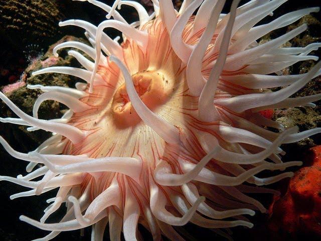 Facts: The Sea Anemone