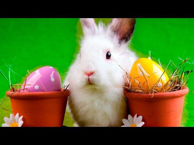 Смешные кролики 1 - Funny rabbits - Подборка приколов