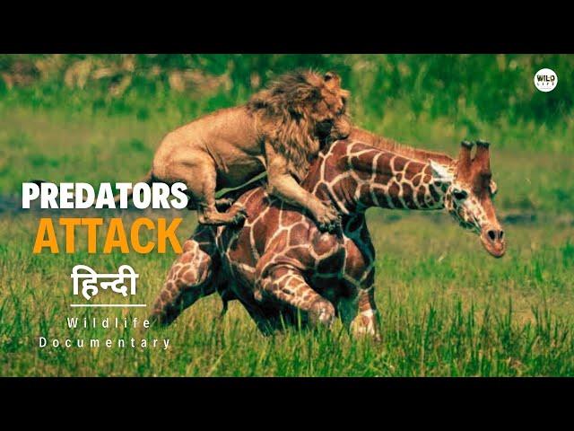 Predators Attack - हिन्दी डॉक्यूमेंट्री | Wildlife documentary in Hindi