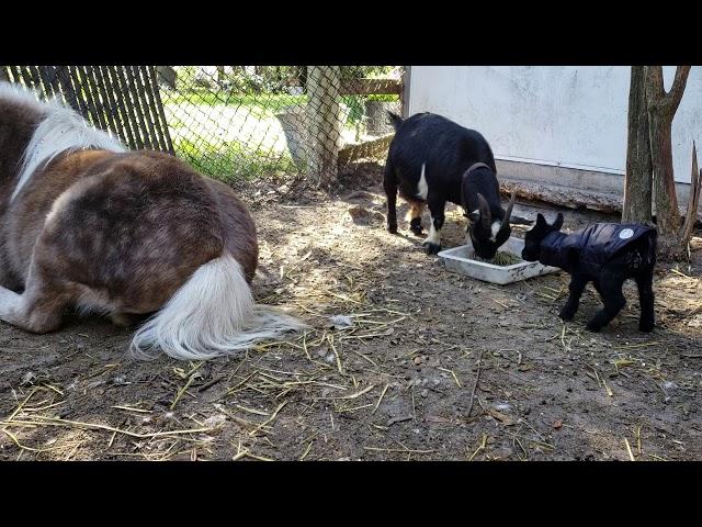 My baby goat Lilly has zoomies