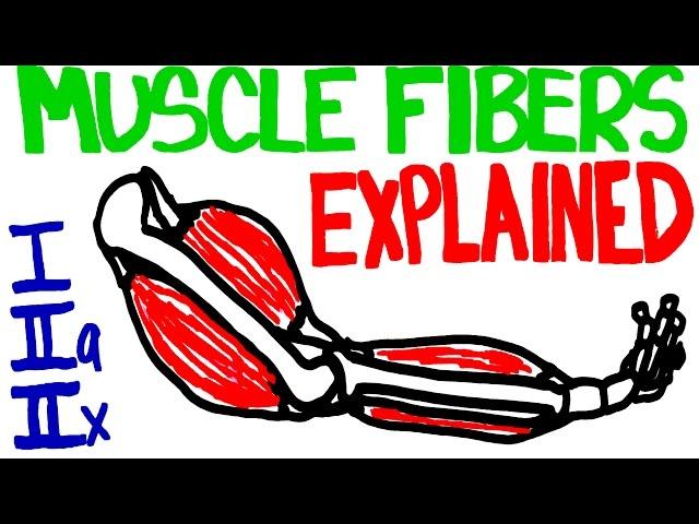 Muscle Fibers Explained - Muscle Contraction and Muscle Fiber Anatomy