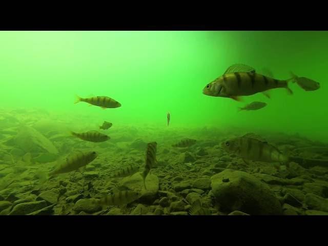 Underwater agressive perch attack - ataki okoni pod wodą [HD]