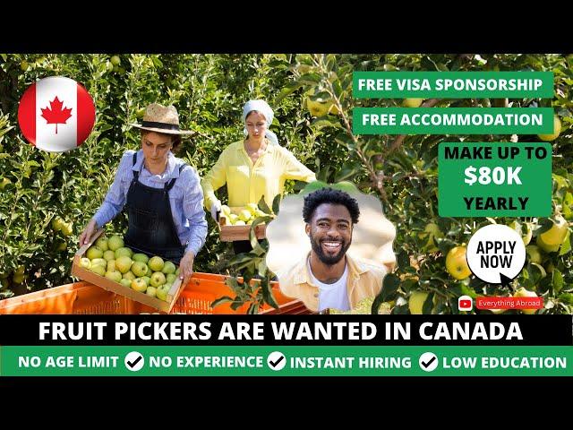 Fruit Picking Jobs In Canada With FREE Visa Sponsorship In 2024 |No Education or Experience Required