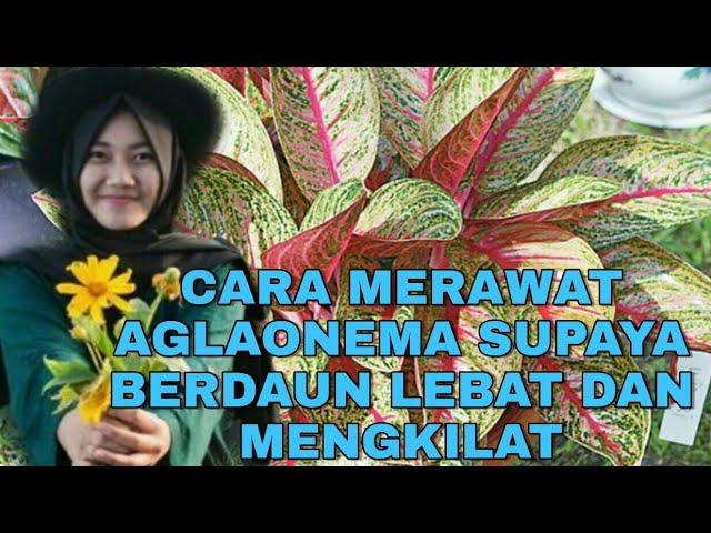 Cara merawat aglaonema supaya berdaun Lebat dan mengkilat