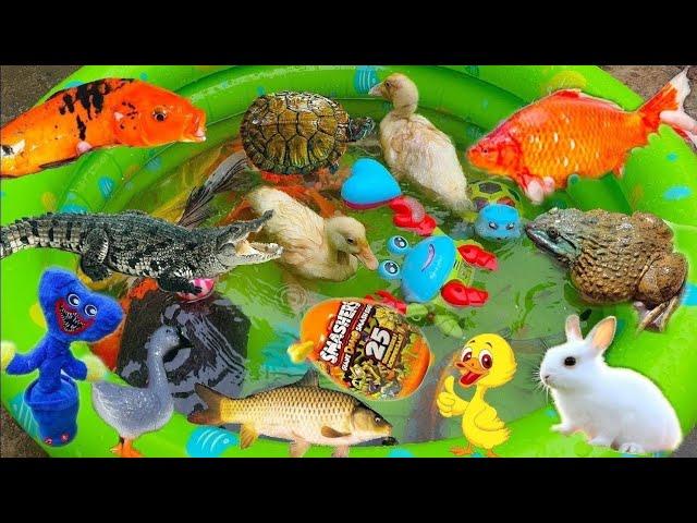 Collection of Vlog Rabbit Fishing in the Pond Encountering Cute Animals and Colorful Mice