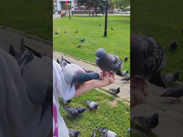 Ручные голуби #голуби #владимир