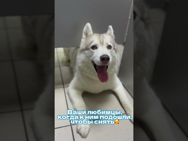 с любовью к питомцам  #ветеринарныйврач #животные #милота #собака #питомцы #юмор #забота #забота