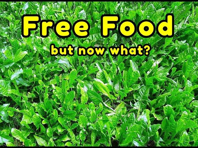 Free Food: Sow Thistle and Dandelions