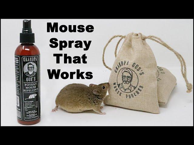 How To Evict Mice From Your Vehicle. Grandpa Gus Mouse Spray Works and Smells Great Mousetrap Monday