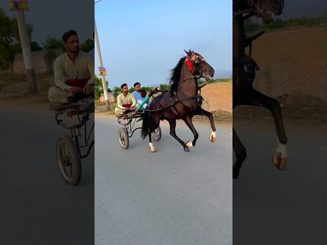 Stylish horse #horseriding #tanga race #horseracing ￼￼