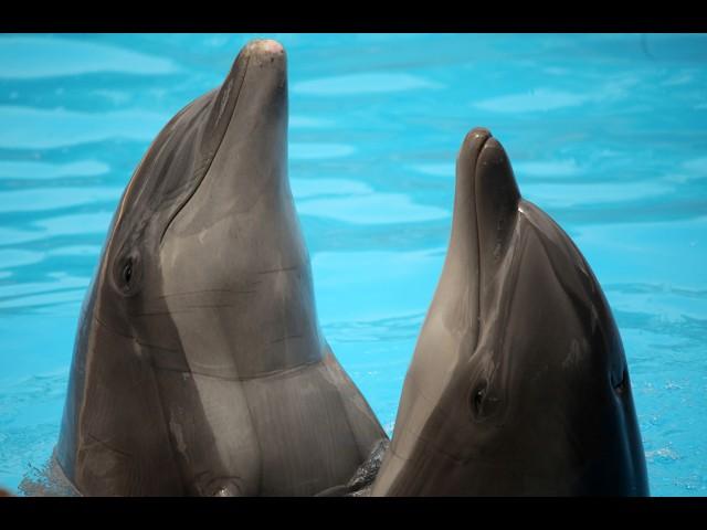 Lisa Denning and Hydee Tehana: Their Film "Ocean," Joan Ocean and the Wisdom of Dolphins and Whales