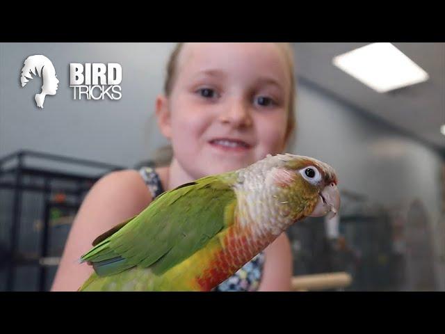 My 7 yr Old Tamed This Rescue Bird in 2 Days | Pineapple Cheek Conure Taming