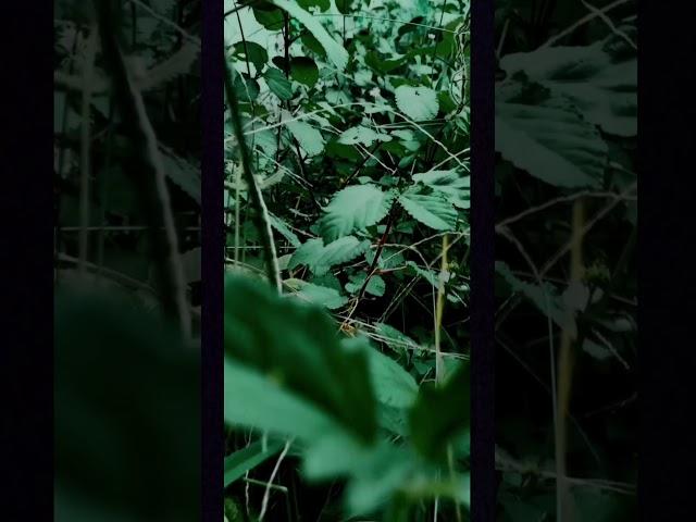 Wait for End | Cinematic Mobile Photography | Tricks and Hacks | 2023 | #shorts #photography