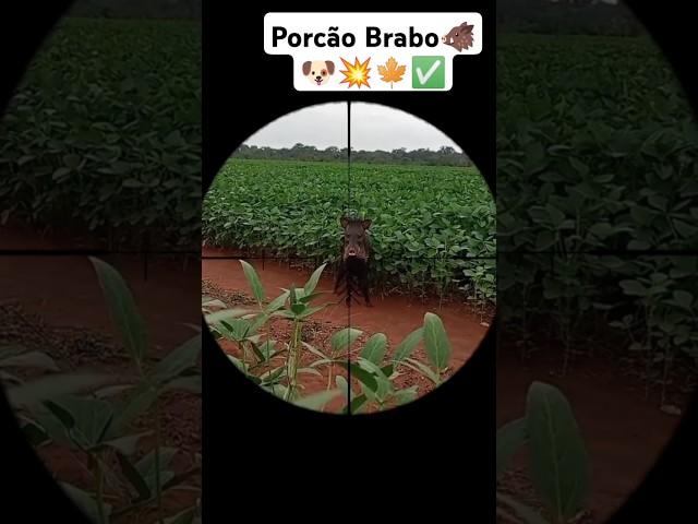 PORÇÃO SAIU EM CIMA #aventuras #caçada #carabina #carabinapcp #foryou #dove #sniper #porção #mato