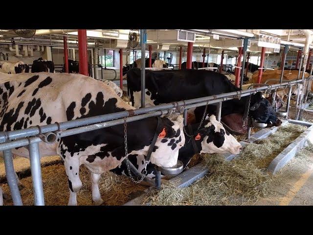 Dairy Barn exhibit at the Canada Agriculture and Food Museum (Ottawa, Canada)