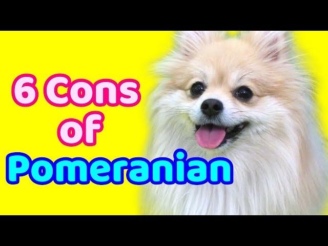 6 Cons of Pomeranian/6 Things to consider before buying a dog/To know before get puppy/Owning a dog