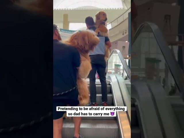 Giant dog pretends to be afraid so he can be picked up! #goldendoodle #escalator #dogdad