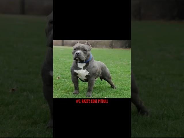 TOP 5 RARE & OLD PITBULL BLOODLINES.  #shorts  Part 1