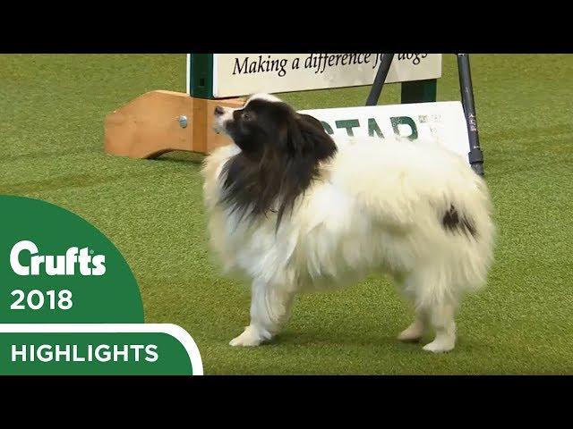 NOPE! Papillon refuses the Agility course at Crufts 2018