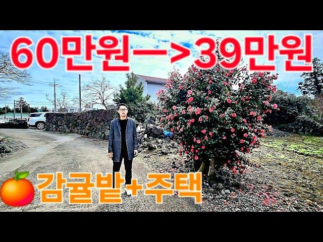 감귤밭+농가주택 살기좋은 마을. 어서 오세요~