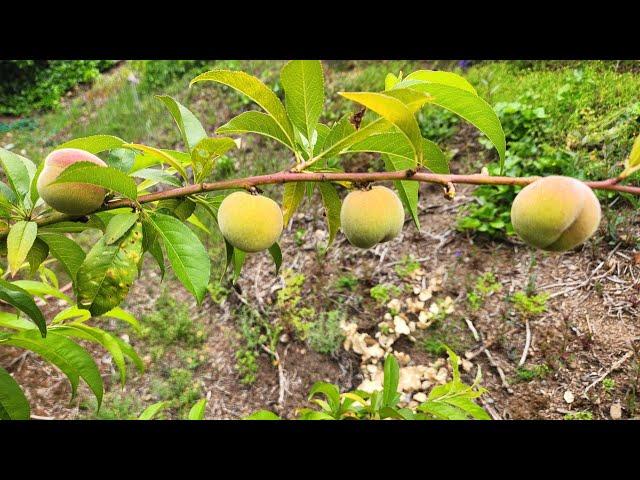 Everything about peach thinning