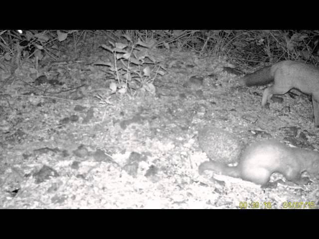 Fuchs, Igel und Marder essen gemneinsam zu Abend