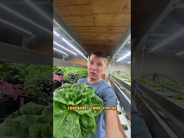 Мой любимый салат