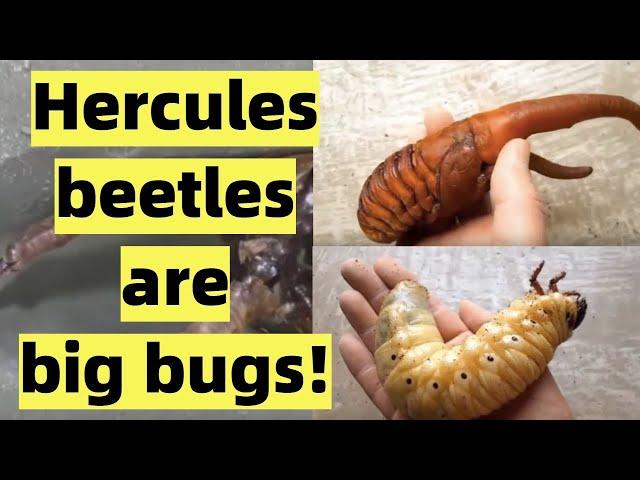 Hercules beetles - WhatNowInternet Ep: 6