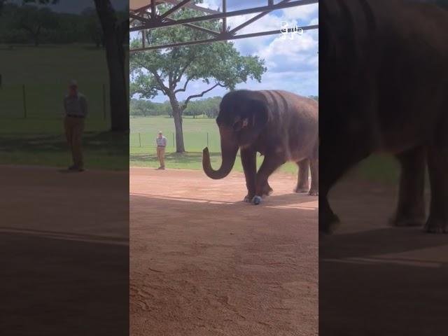 Elephant Gets A Kick Out Of Soccer Ball