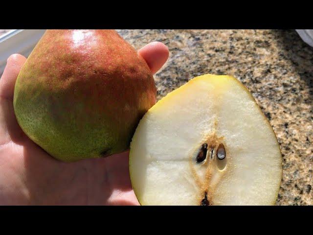 Comice: My Favorite European Pear